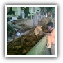 LEAF TOBACCO SHREDDED TOBACCO raw tobacco leaf dark air cured tobacco rustica tobacco FLUE CURED TOBACCO